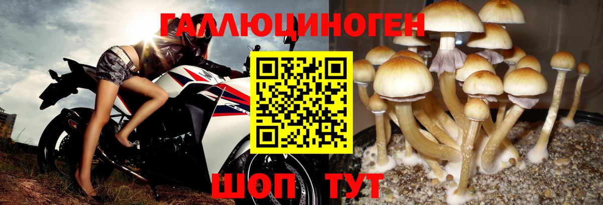 Галлюциногенные грибы Psilocybe Грозный
